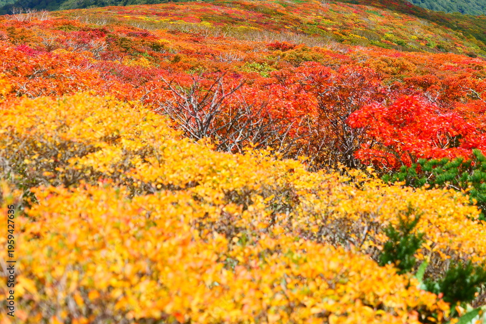 Fototapeta premium 栗駒山の紅葉。栗原、宮城、日本。10月上旬。