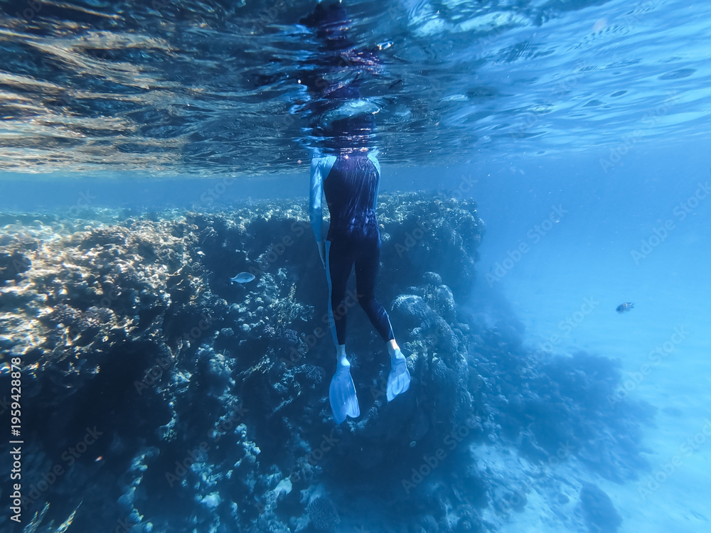 Fototapeta premium Female free diver in a full-body black and blue wetsuit and white fins preparing for a dive by a coral reef wall in the Red Sea, Egypt.