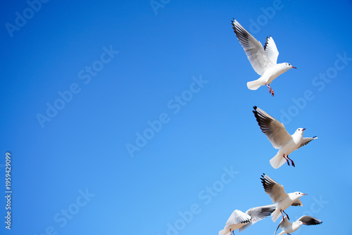 Photos Seagulls in Flight Against a Clear Blue Sky