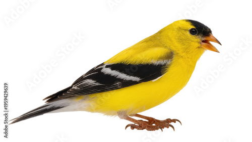 Bright yellow male American Goldfinch with black cap and wings perched and vocalizing