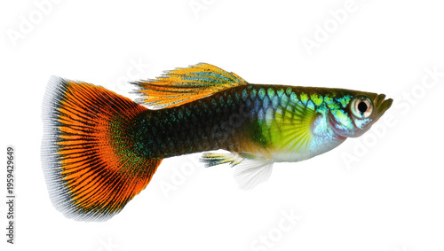 Photography Colorful male guppy fish featuring a striking orange tail and iridescent scales