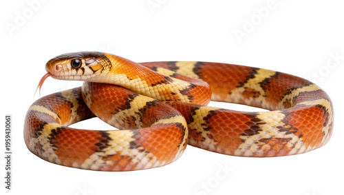 Obraz na plátne Stunning banded snake with vibrant orange, yellow, and black scales, flicking tongue