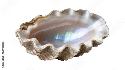 Tableau sur toile Elegant mother of pearl seashell showing shimmering iridescence and detailed wav