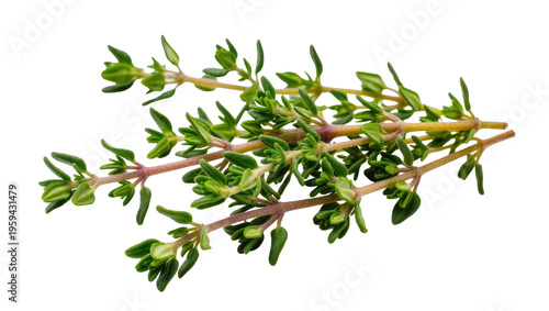 Obraz na plátně Vibrant fresh green thyme sprigs on a clean backdrop, perfect for culinary arts