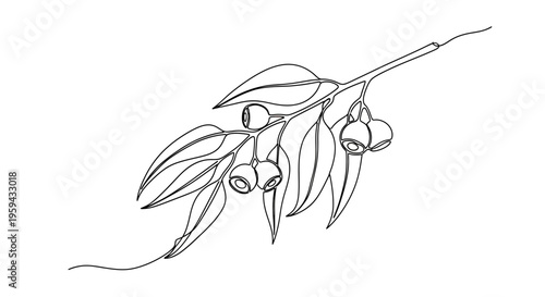 Line art sketch of eucalyptus leaves and seed pods on a branch
