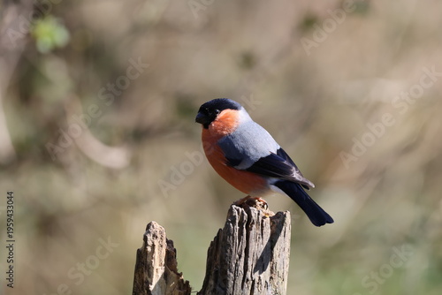 the beautiful male Eurasian bullfinch (Pyrrhula pyrrhula)