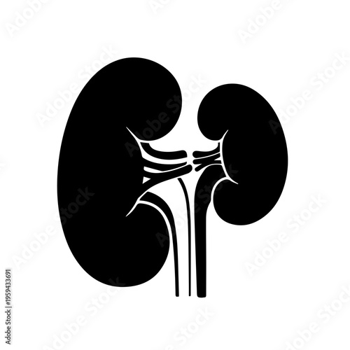 Stylized black silhouette illustration depicting the human kidneys, a crucial organ for the renal system and urinary tract, ideal for medical, health, and anatomical design projects