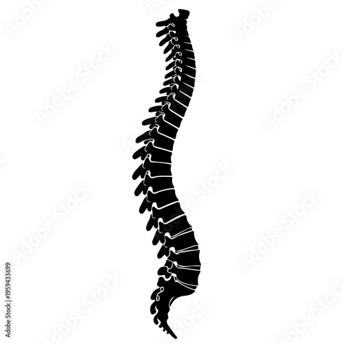 Detailed Human Vertebral Column Silhouette Illustration Providing a Clear Anatomical Representation of the Spinal Structure, Ideal for Medical and Educational Content