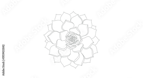 A simple, delicate grey line drawing of a succulent plant's rosette on a white background