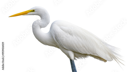 Konstfotografi Elegant great egret bird with brilliant white plumage and yellow bill standing g