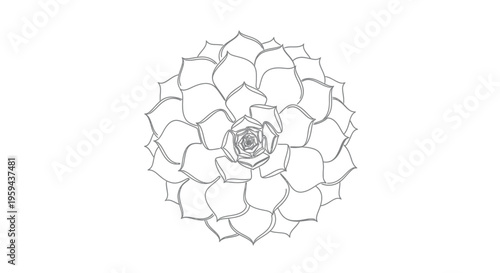 Delicate grey line drawing of a succulent plant's rosette