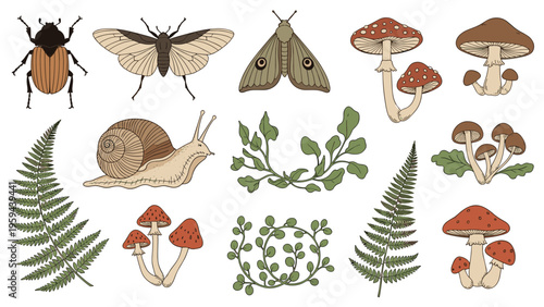 Nature-themed collection of hand-drawn illustrations featuring insects, moths, mushrooms, snails, and ferns.