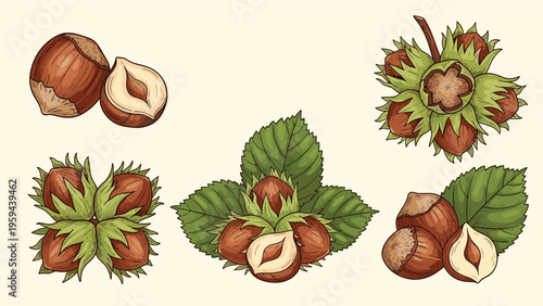 Comprehensive collection of hazelnut illustrations featuring whole nuts shelled pieces and clusters with green leaves on a light background.