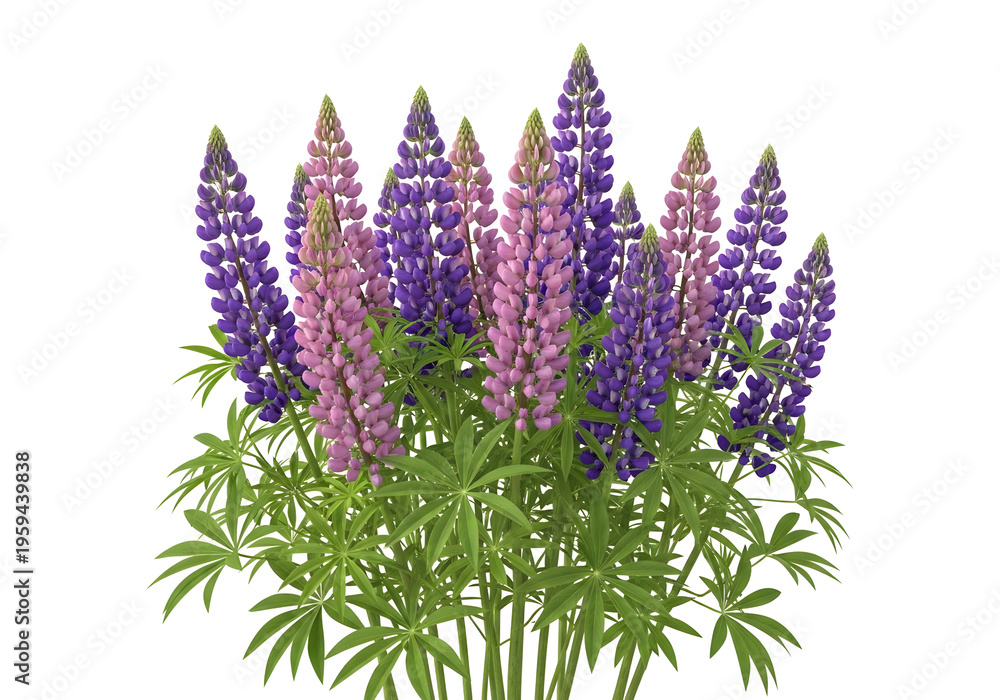 Obraz premium Lupine flowers in purple and pink, blooming lupine plant with green leaves, floral arrangement, nature background