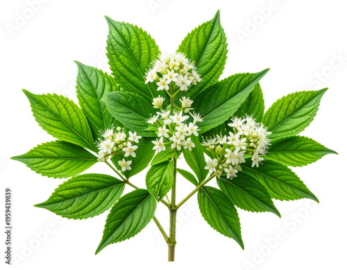 Shatavari isolated on transparent background for Herbal Supplements and Ayurveda Mark