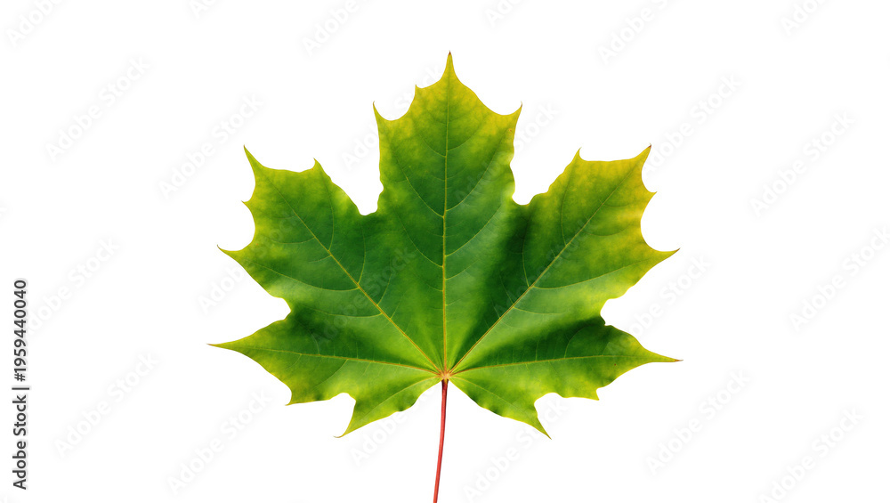 Fototapeta premium Fresh green maple leaf with detailed venation and vibrant color, symbolizing nature and growth