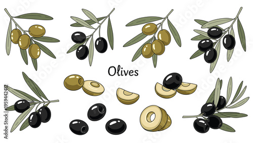 Educational illustration shows green and black olives on branches with leaves as well as sliced and whole fruit in a detailed style.