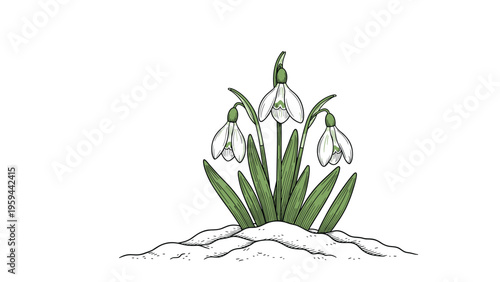 Beautiful illustration of white snowdrop flowers with green leaves emerging from a mound of fresh white snow against a plain background.
