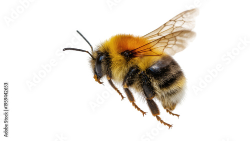 Close-up of a fuzzy bumblebee in flight, captured with intricate detail and vibrant colors