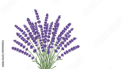 Elegant bouquet of purple lavender sprigs with green stems arranged on a white background for a fragrant herbal theme.