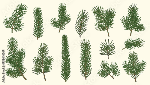 Detailed collection of various evergreen pine and fir tree branches is shown in a botanical illustration.