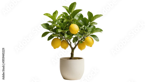 Obraz na plátně Vibrant potted lemon tree with ripe yellow fruits on branches for a healthy gard