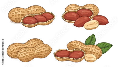 Collection of detailed illustrations showing peanuts in different forms including whole shells, cracked shells, and kernels with leaves.