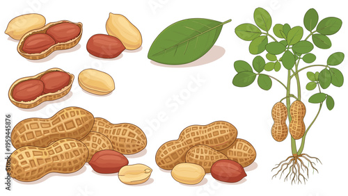 Educational illustration set displaying various stages of peanut growth from whole nuts and kernels to a full plant with roots and leaves.