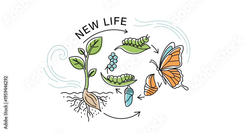 Illustrative representation of the complete natural life cycle showing the amazing transformation from a small seed growing into a plant, then through stages of eggs, a feeding caterpillar on a leaf, 