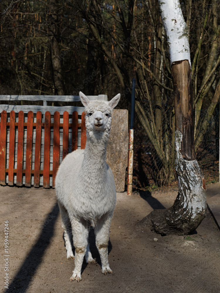 Naklejka premium Alpaca standing on farm yard outdoors with fence and copy space. Concept of animal portrait, farming, rural life, agriculture, nature, social media.