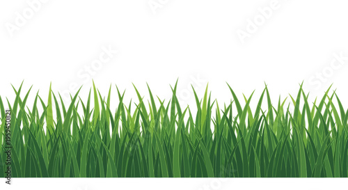 Seamless Green Grass Border Illustration on White Background - Fresh Spring Lawn Element for Nature and Landscape Design