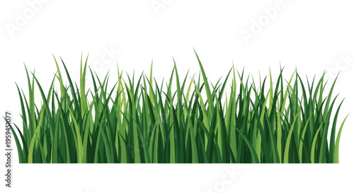 Green grass border illustration isolated on white background. Realistic lawn field blades for summer and spring nature design projects.