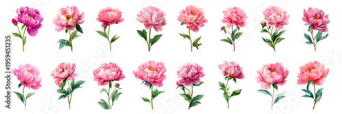 Pink watercolor peony illustrations showcasing various blooming flowers and buds with green stems and leaves, ideal for decorative botanical designs and romantic themes