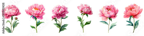 Pink blooming peonies, watercolor botanical illustration set, creating a delicate spring floral collection for design elements, celebrating nature and freshness
