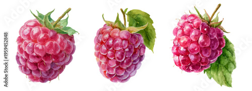 Ripe watercolor raspberries with green leaves, healthy organic berry fruit for natural food, summer dessert, and fresh snack concepts on white