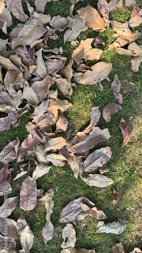 Direct overhead view of curled brown autumn leaves densely scattered across a sunlit grassy patch.