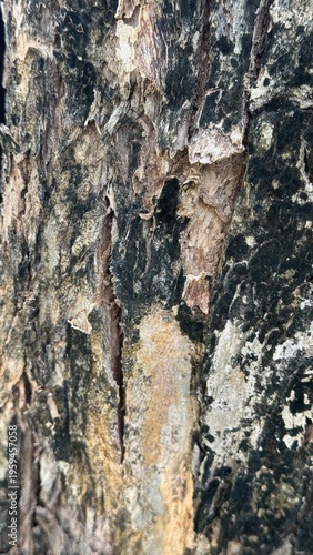 Extreme close-up of a weathered tree trunk featuring a long vertical split and amber-toned peeling layers.