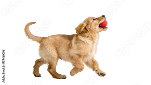 Energetic Golden Retriever puppy running with a red toy ball in its mouth, looking up.