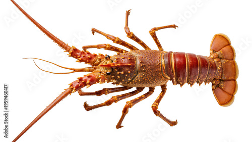Tableau sur toile Fresh raw spiny lobster, a delicious seafood delicacy, ready for cooking and cul