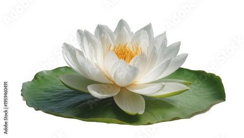 Foto Beautiful white water lily flower with green lily pad isolated for elegant desig