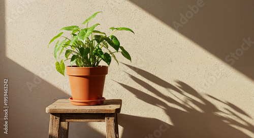 plant with light green leaves in colorful flowerpot on wooden bar stool on beige background behind