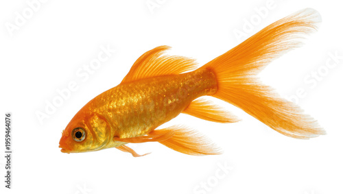 Foto Beautiful golden orange goldfish swimming peacefully in clean water, elegant fin