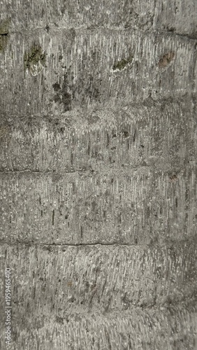 Detailed frontal shot of a light grey palm tree trunk revealing horizontal rings and vertical fibrous striations.