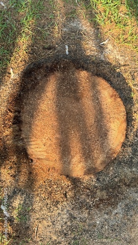 Overhead capture of a freshly cut circular palm stump surrounded by scattered sawdust and thin grass.