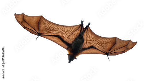 Canvas Print A detailed tropical fruit bat with large leathery wings hanging upside down