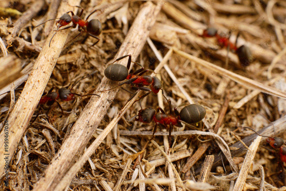 Fototapeta premium Red forest ants on dry ground macro