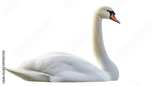 Majestic mute swan resting peacefully, elegant waterfowl with long neck and orange beak