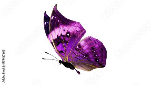 Cuadro en lienzo Close-up of a magnificent purple butterfly displaying its intricate patterned wi