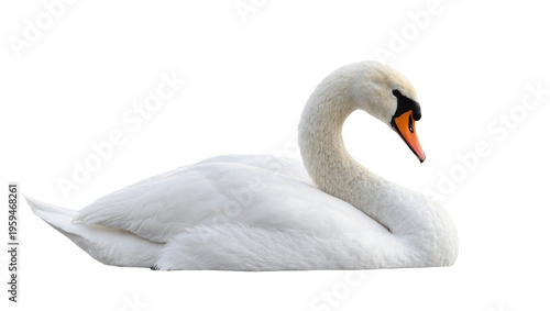 Fotografía Graceful white mute swan peacefully resting, elegant water bird portrait in stud