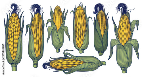 Corn on the cob, vintage illustration, set of 7 ears, hand-drawn engraving style